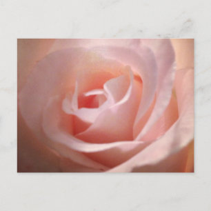 Pink Rose  Postcard