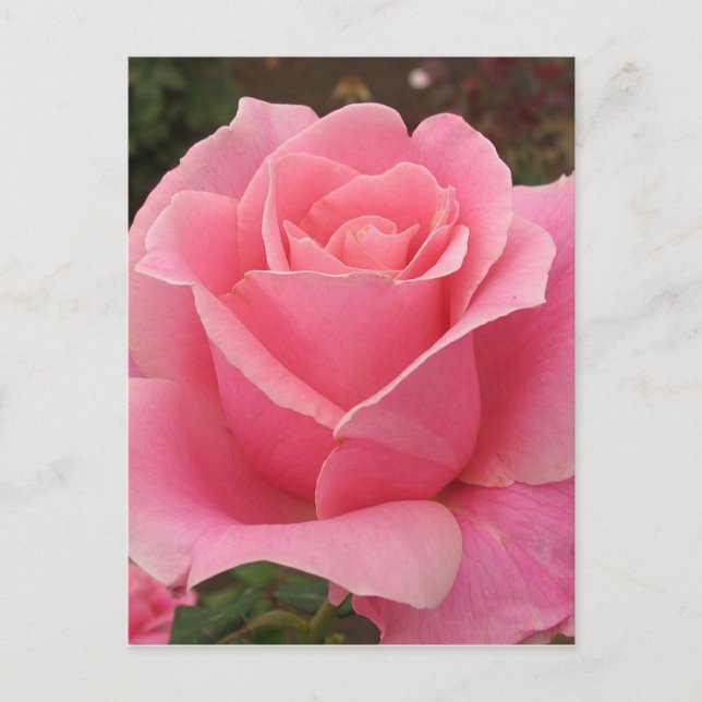 Pink Rose Postcard (Front)
