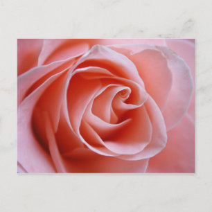 Pink Rose Postcard