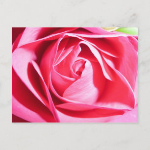 Pink Rose Postcard