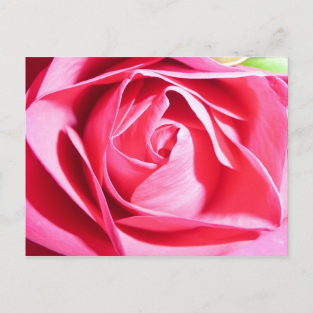 Pink Rose Postcard (Front)