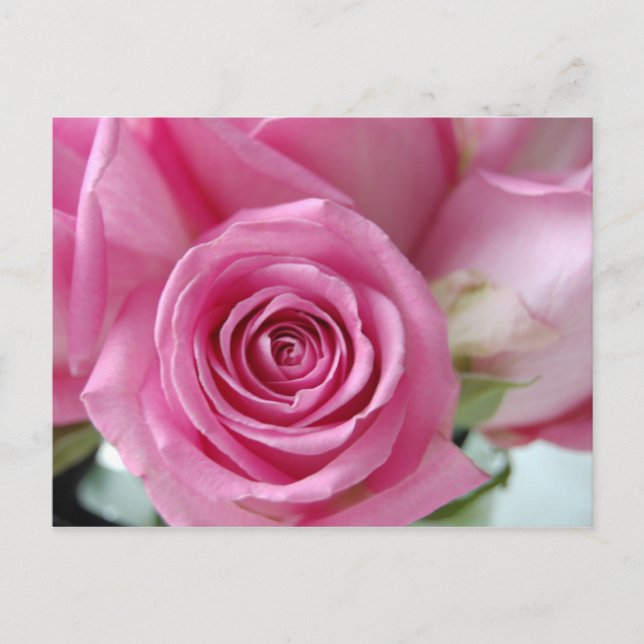 Pink Rose Postcard (Front)