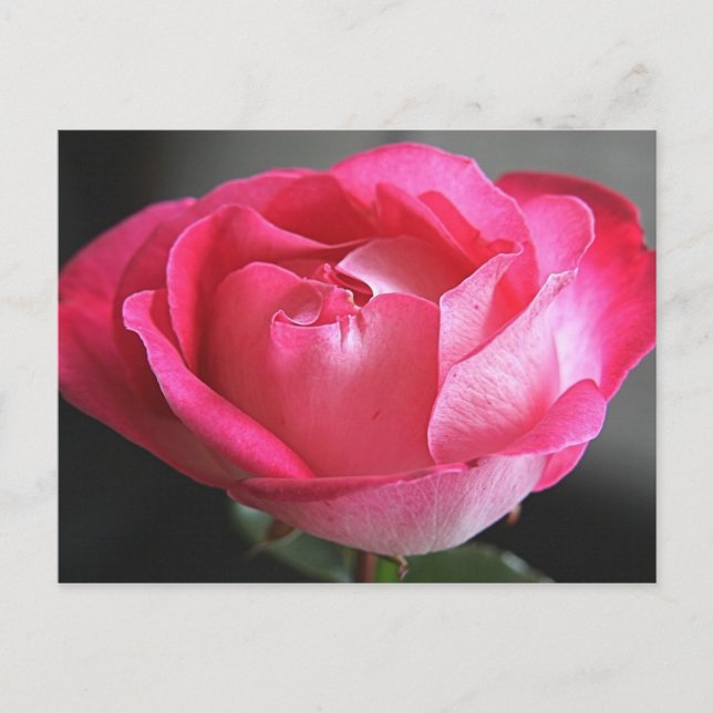 Pink Rose Postcard (Front)