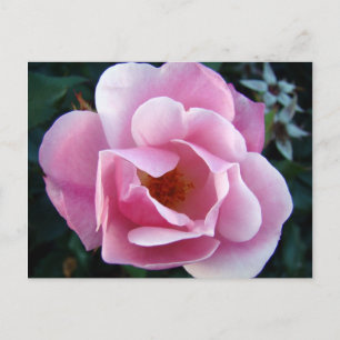 Pink Rose Postcard