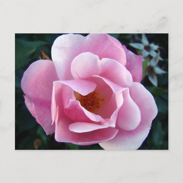 Pink Rose Postcard (Front)