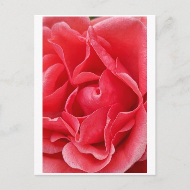 Pink Rose Postcard (Front)