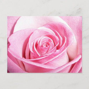 Pink Rose Postcard