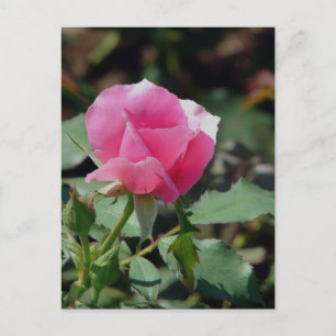 Pink Rose Postcard