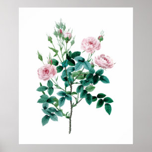 Pink rose poster