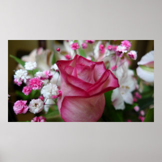 Pink Rose Poster