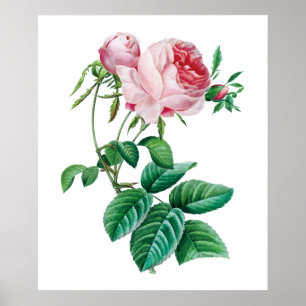 Pink rose poster