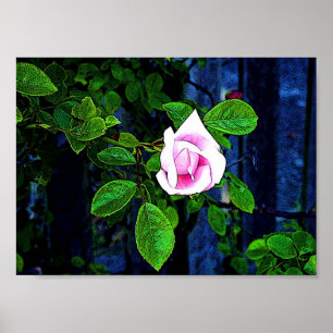 Pink Rose Poster