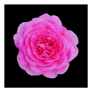 Pink Rose Poster
