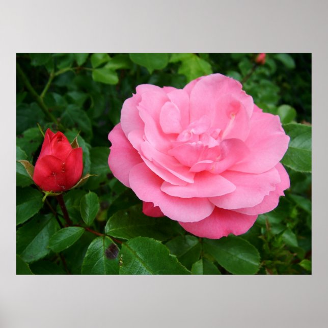 Pink Rose Poster (Front)