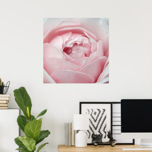 Pink Rose Poster