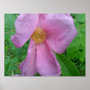 Pink  Rose Poster