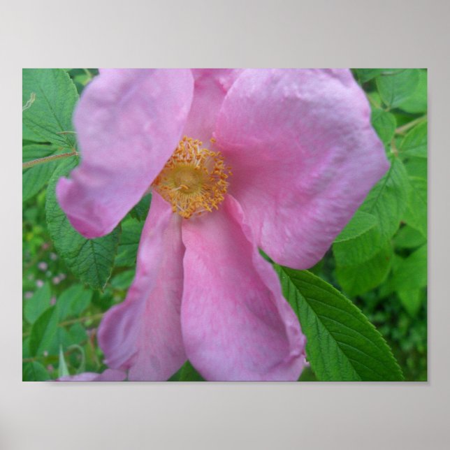 Pink  Rose Poster (Front)