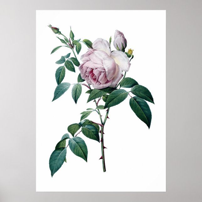 Pink rose poster (Front)
