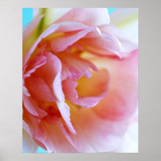 Pink Rose Poster