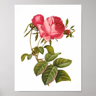pink rose print artwork vintage