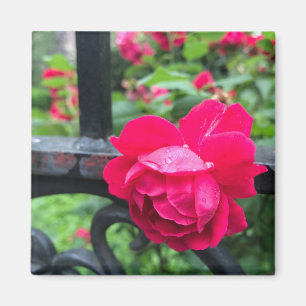 Pink Rose Raindrops Dew Garden Gate Photo Magnet