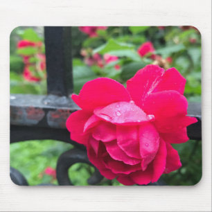 Pink Rose Raindrops Dew Garden Gate Photo Mouse Pad