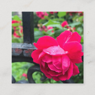 Pink Rose Raindrops Dew Garden Gate Photo Square Business Card