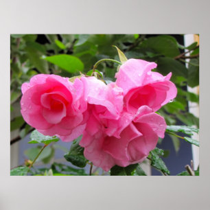 pink rose & raindrops poster