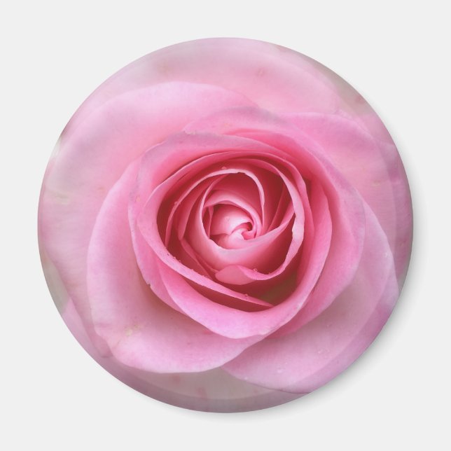 Pink Rose Round Magnet (Front)