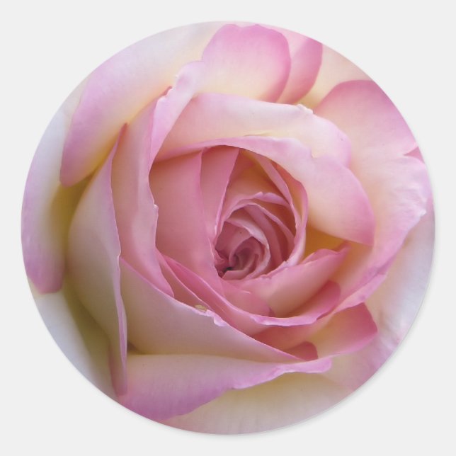 Pink Rose Round Sticker (Front)