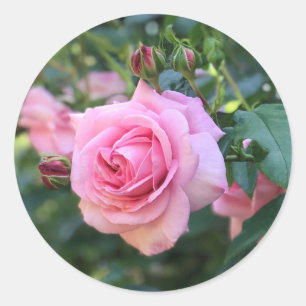 Pink Rose Round Stickers