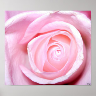 Pink Rose, S Cyr Poster