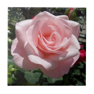 Pink Rose Small (4.25" x 4.25") Ceramic Photo Tile