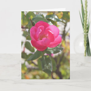 Pink Rose - Special Friendship Card