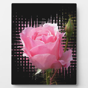 pink rose splash plaque