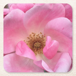 Pink Rose Square Paper Coaster