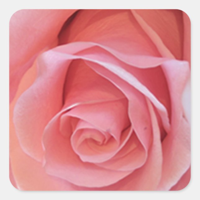 Pink Rose Square Sticker (Front)