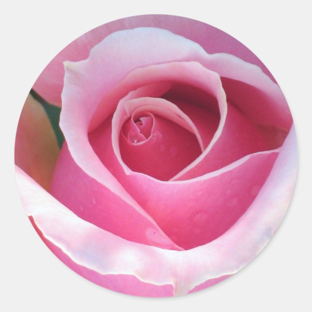 Pink Rose Sticker (Front)