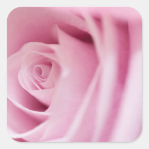 Pink Rose Sticker and Envelope Seal