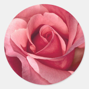 Pink Rose Sticker and Envelope Seal