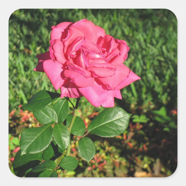 Pink Rose stickers (Front)