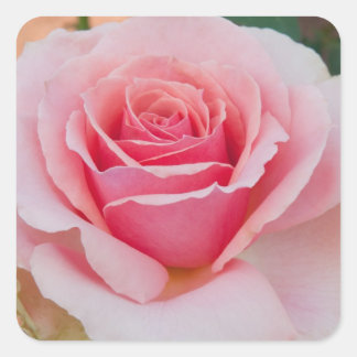 Pink Rose Stickers