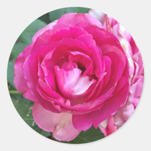 Pink Rose Stickers