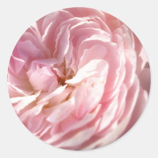 Pink Rose Stickers