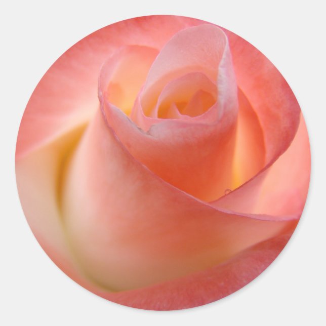 Pink Rose stickers Envelope stickers seals Floral (Front)
