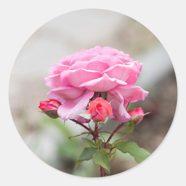 pink rose three red buds classic round sticker (Front)