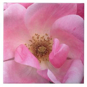 Pink Rose Tile