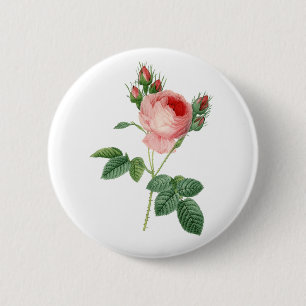Pink rose vintage botanical illustration 6 cm round badge