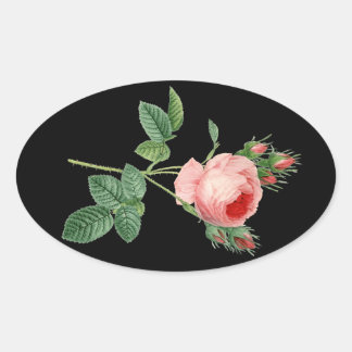 Pink rose vintage botanical illustration on black oval sticker