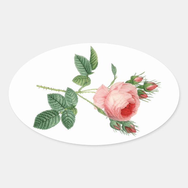 Pink rose vintage botanical illustration oval sticker (Front)